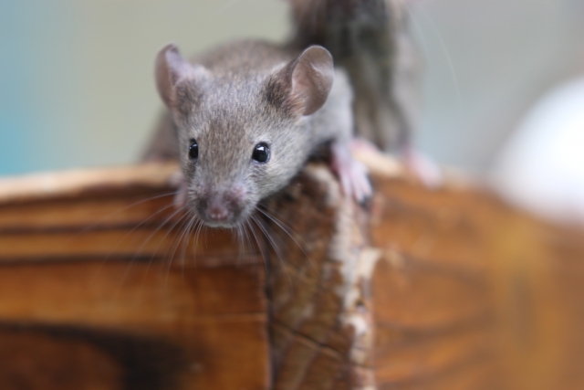 【駆除業者監修】ネズミはバルサンで駆除可能か！？効果と対策完全ガイド