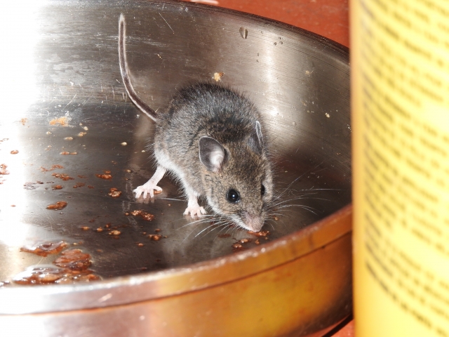 家をネズミから守る 種類 生態から危険サイン 対策2選 クジョカツ