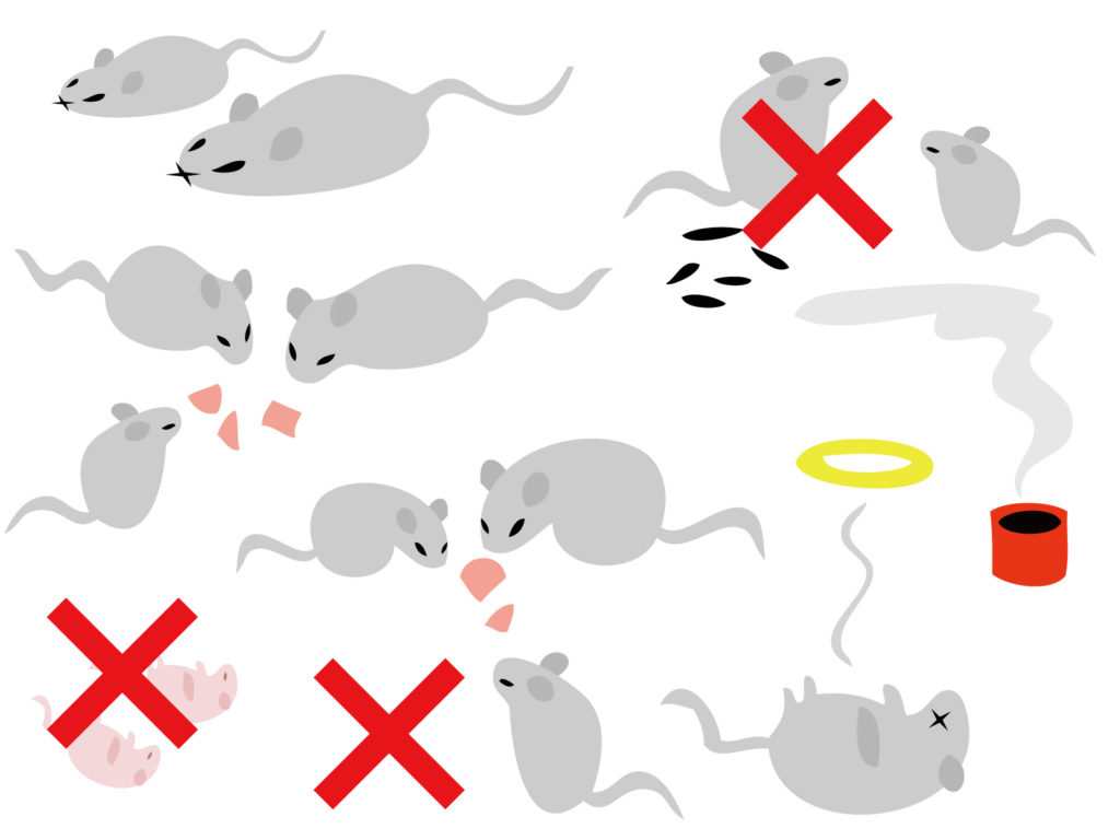 な 嫌い もの の ネズミ